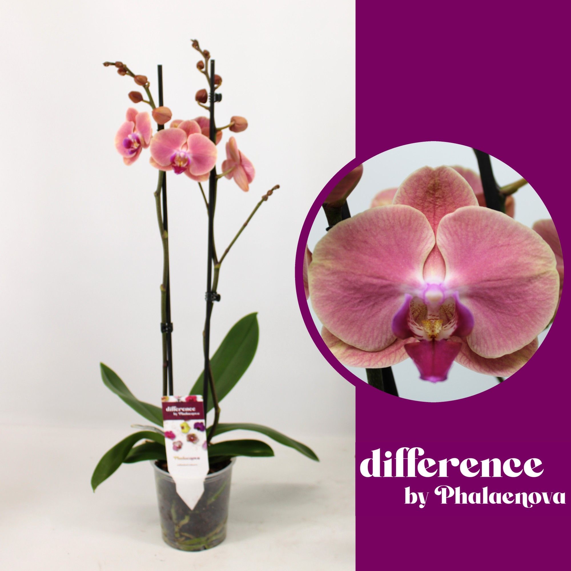 Felicja 2-tak 60cm (GROEN), D 12 cm