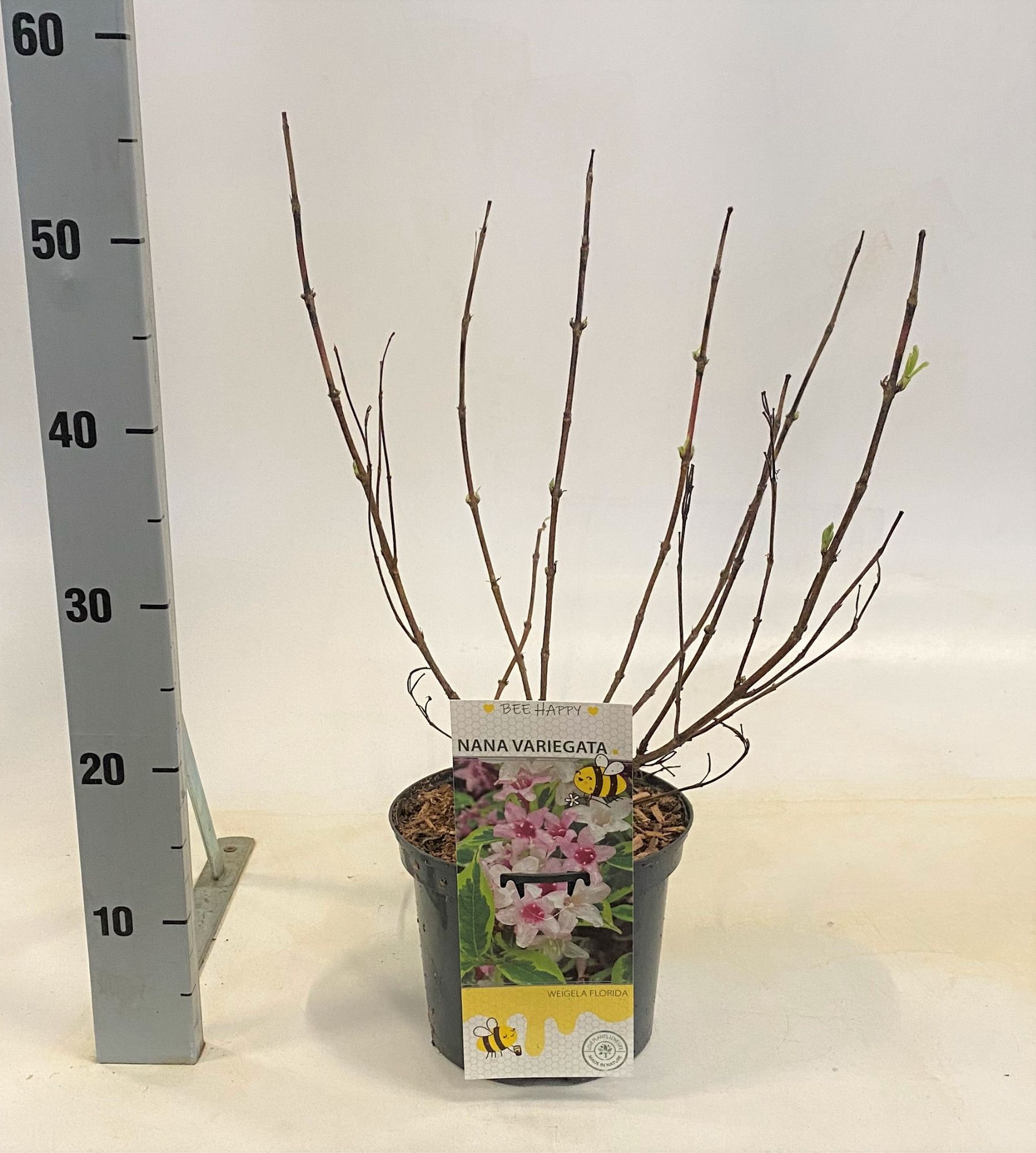 Weigela 'Nana Variegata', D 19