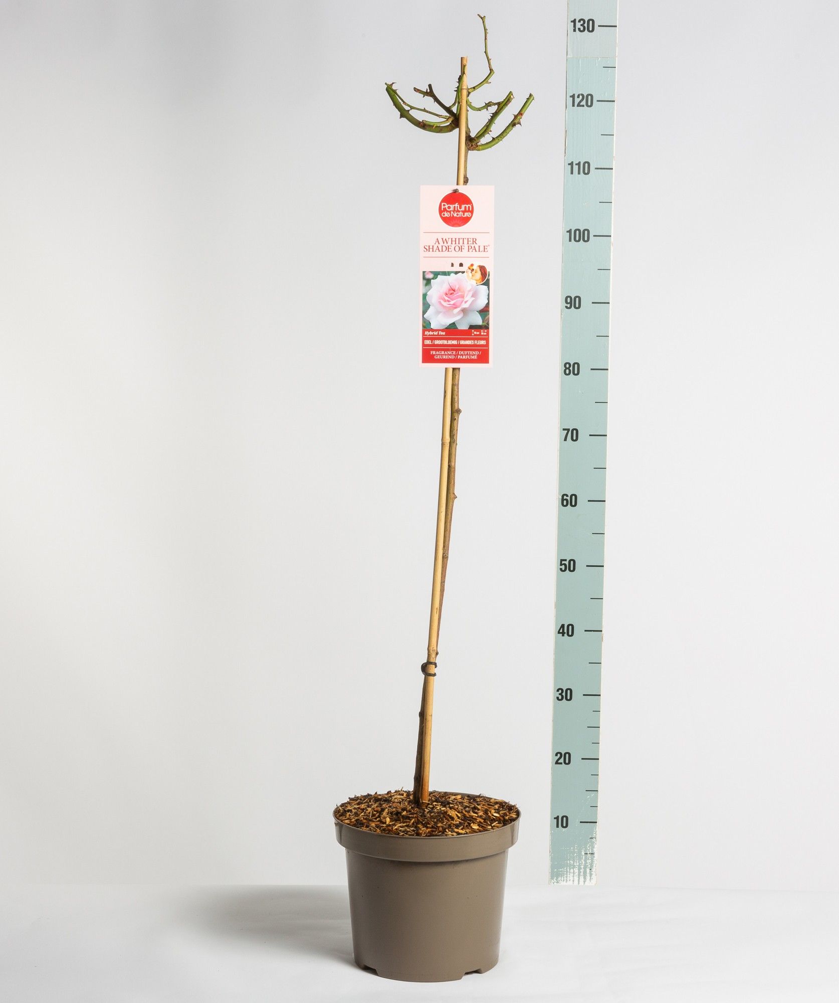 Parfum de Nature Whit.Shade of Pale, stam 90, C7.5, D 26