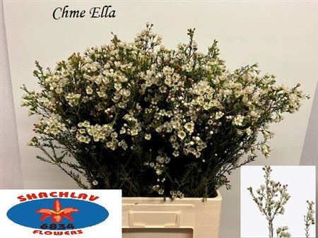 Шамелациум Элла 70 (бел.), шт.