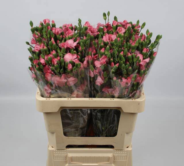 Диантус куст. Соломио Роуз, шт.