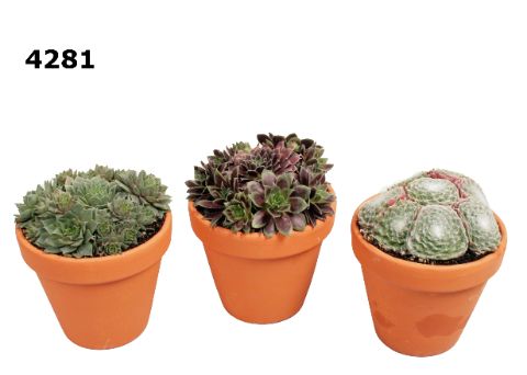 Sempervivum bloempot S, D 12