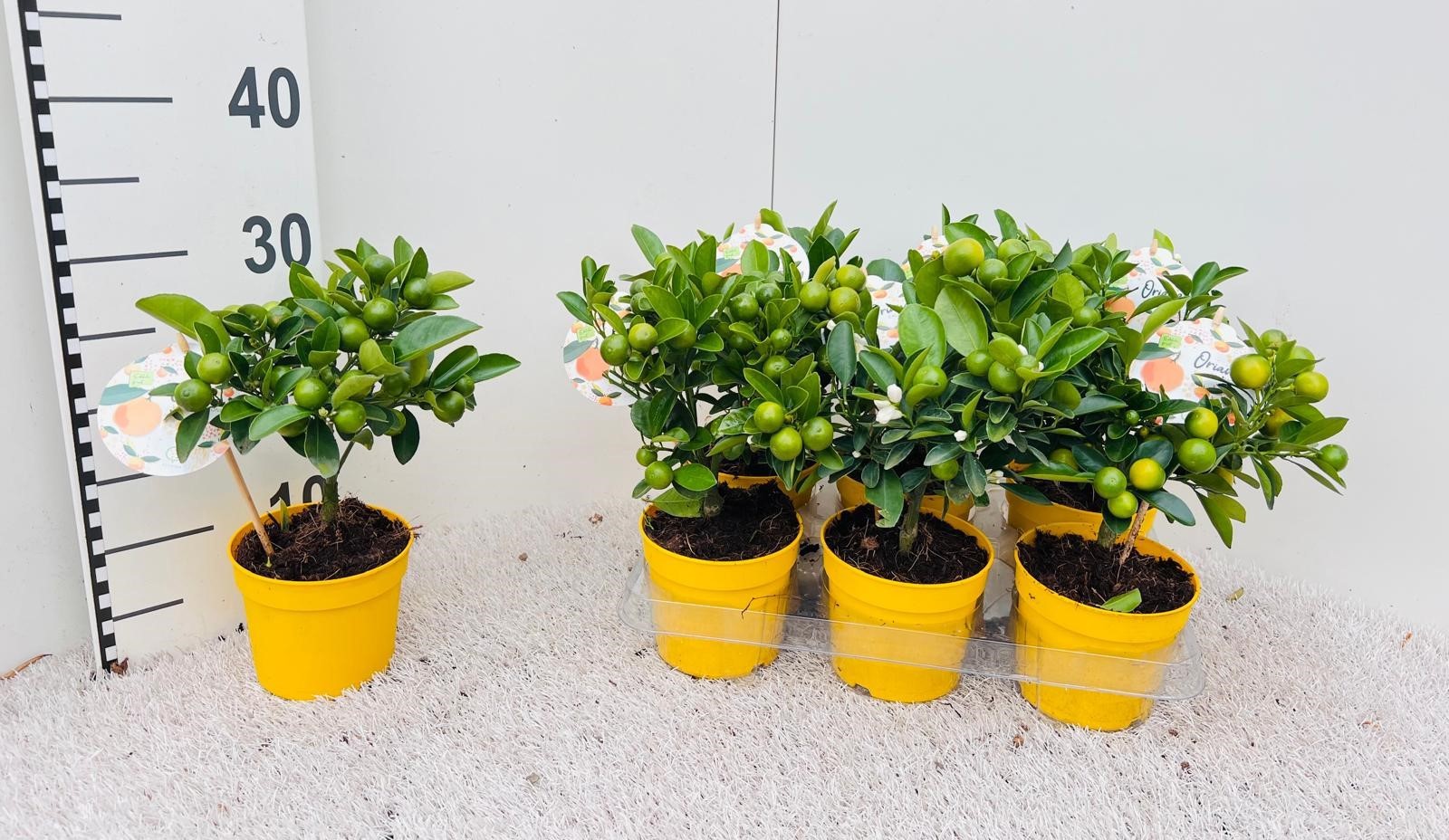 Citrus Calamondin mini-stem yellow-pot, D 12