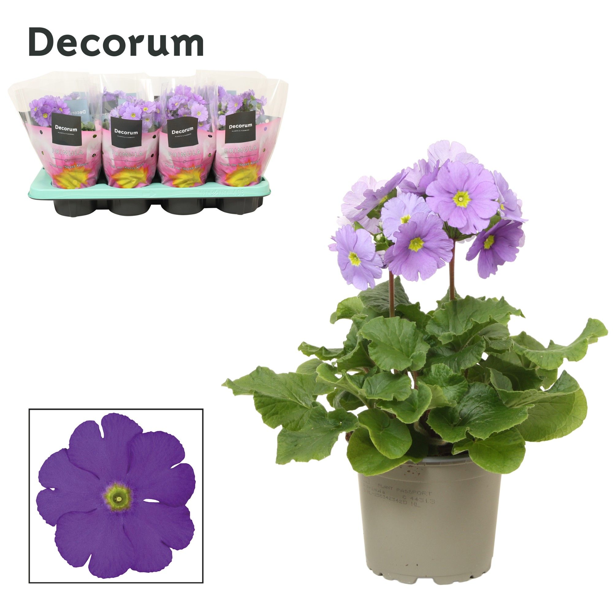 Primula 'Touch Me' Blue | Decorum, D 12