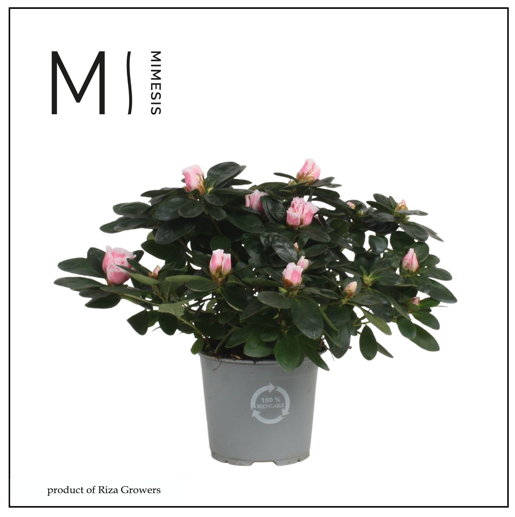 Mimesis Azalea - 13cm Bont, D 13 cm