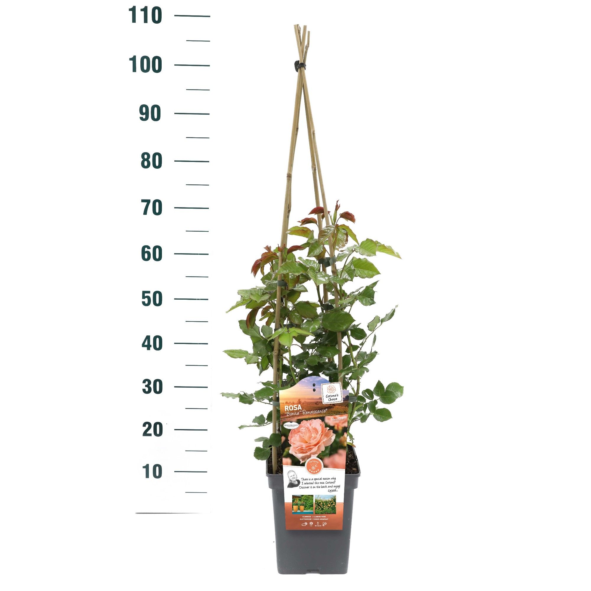 Rosa 'Bonita Renaissance' - Klim - VP5 - Exclusive Collection, D 23 cm