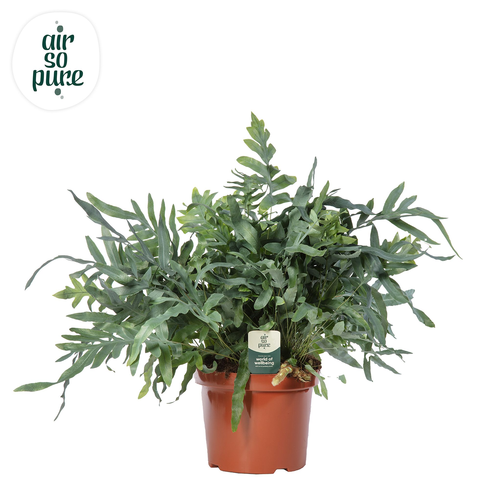 Phlebodium Blue Star - Air So Pure, D 26