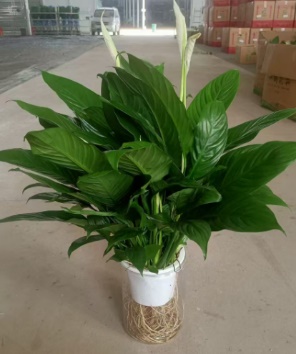 Спатифиллум Гидропоник Фине Вине 15 50