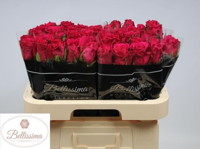 Роза од. Эвер Пинк 60, шт.