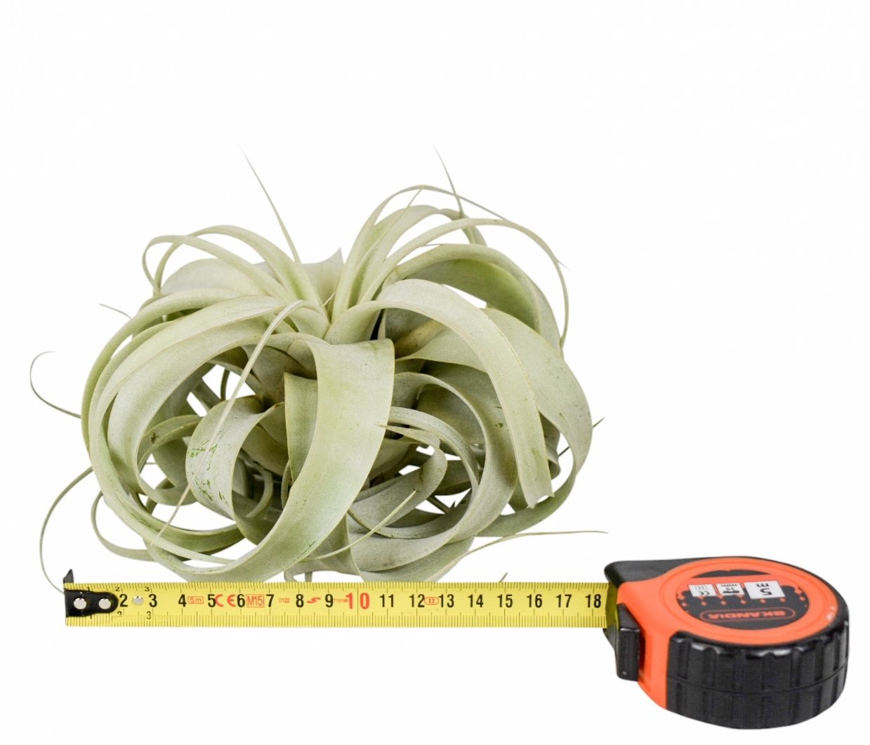 Tillandsia xerographica x6, D 18