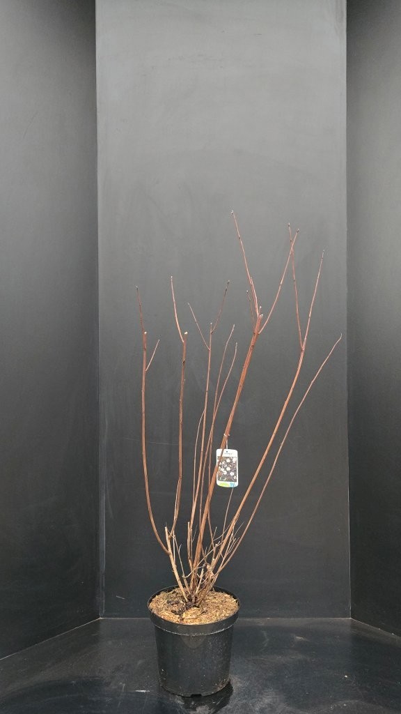 Physocarpus opulifolius Diabolo, D 26