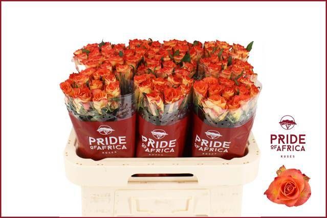 Роза од. Инка 60, шт.