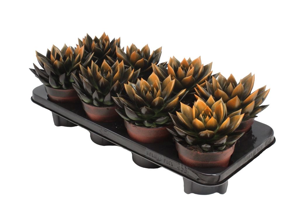 Miranda bicoloured black/orange, D 12 cm