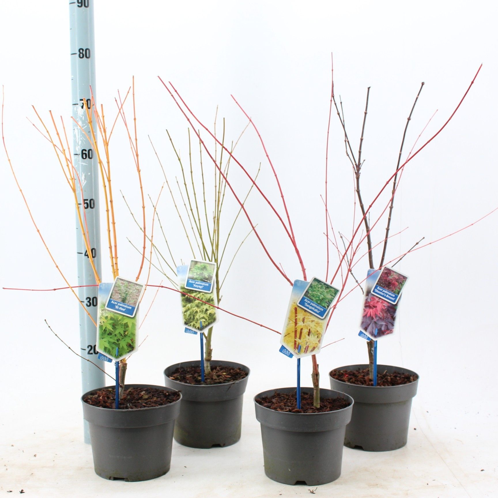 Acer palmatum mix P19 (minimum order one layer), D 19