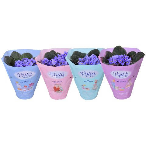 Saintpaulia Licht Blauw voila ''la Fleur''x8, D 12 cm Saintpaulia Licht Blauw voila ''la Fleur''x8, D 12 cm