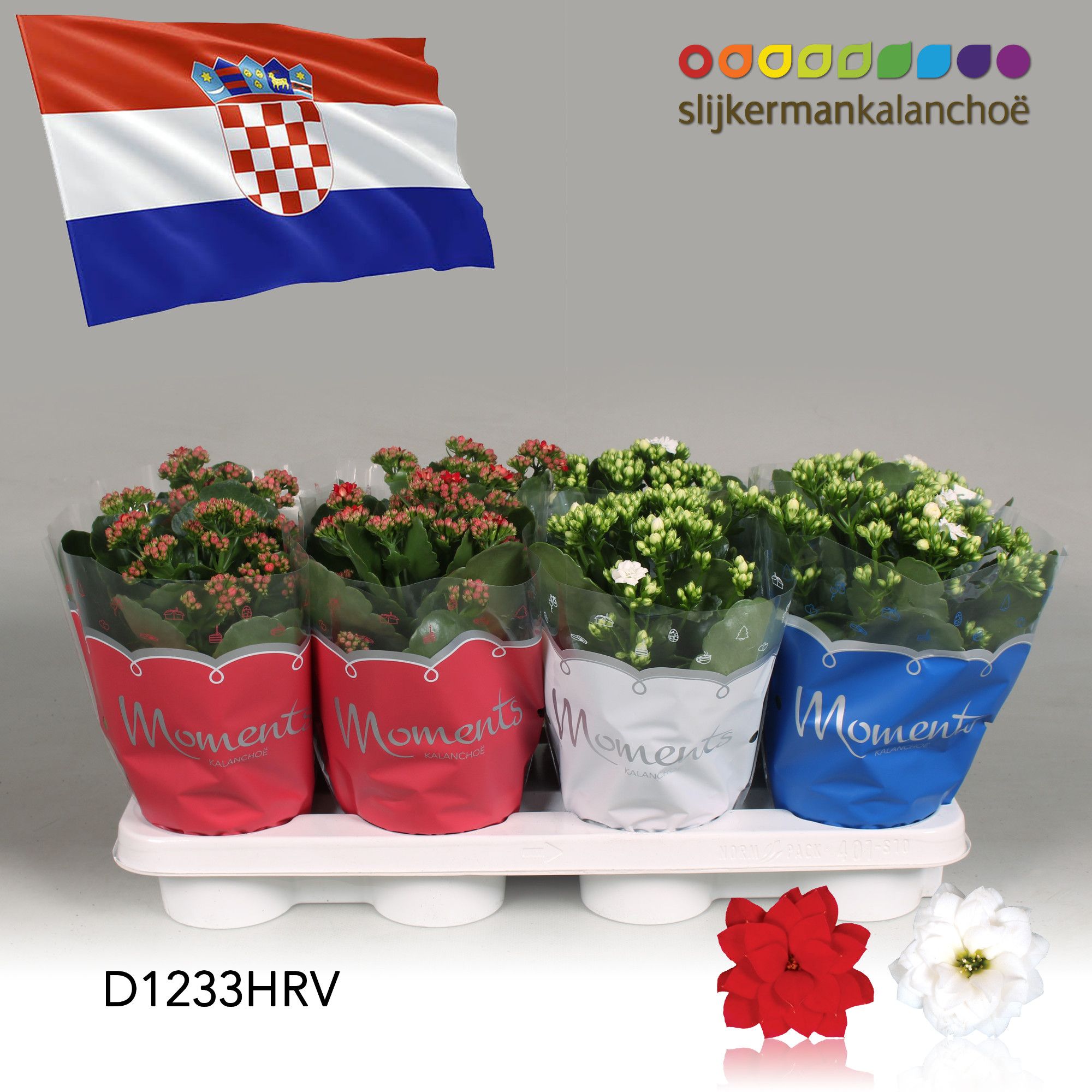 Kalanchoe Moments - Croatia flag, D 12