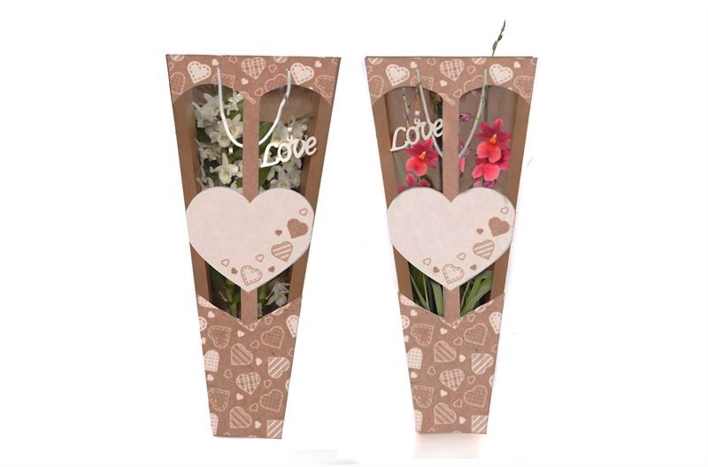 Showtas love Orchideeen mix 2T zonder Phal, D 12