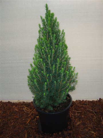 Picea glauca 'Laurin', D 19