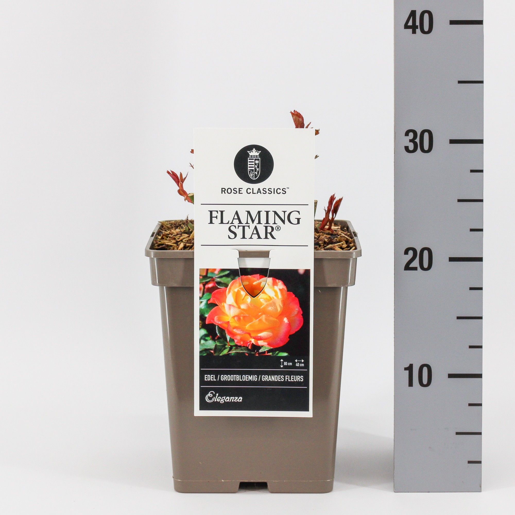 Rosa (TH) Flaming Star ®, C5, D 23