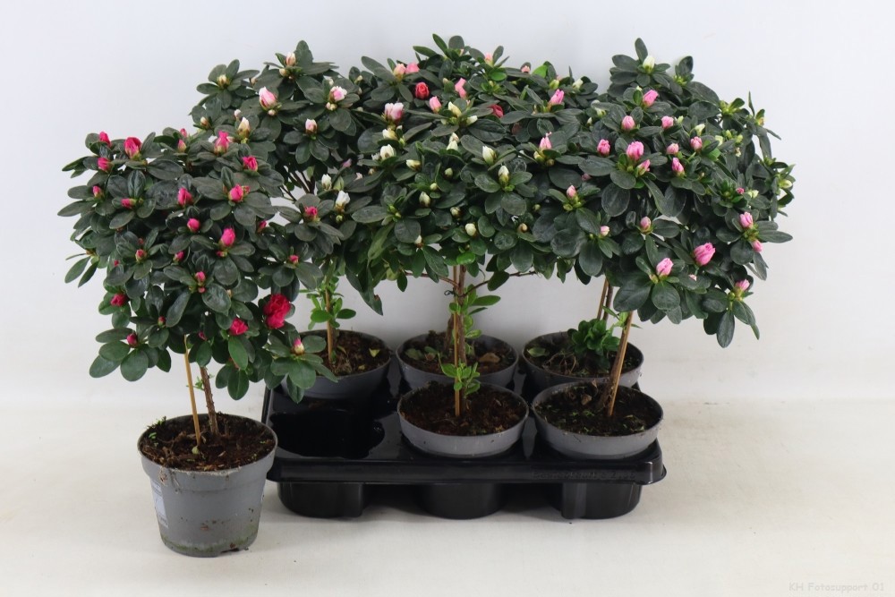 Azalea'Vogel'op'stam gemengd pot 13, D 13