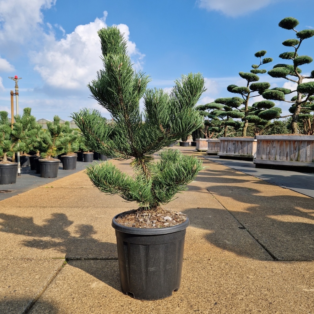 Pinus nigra 'Oregon Green', D 31 cm