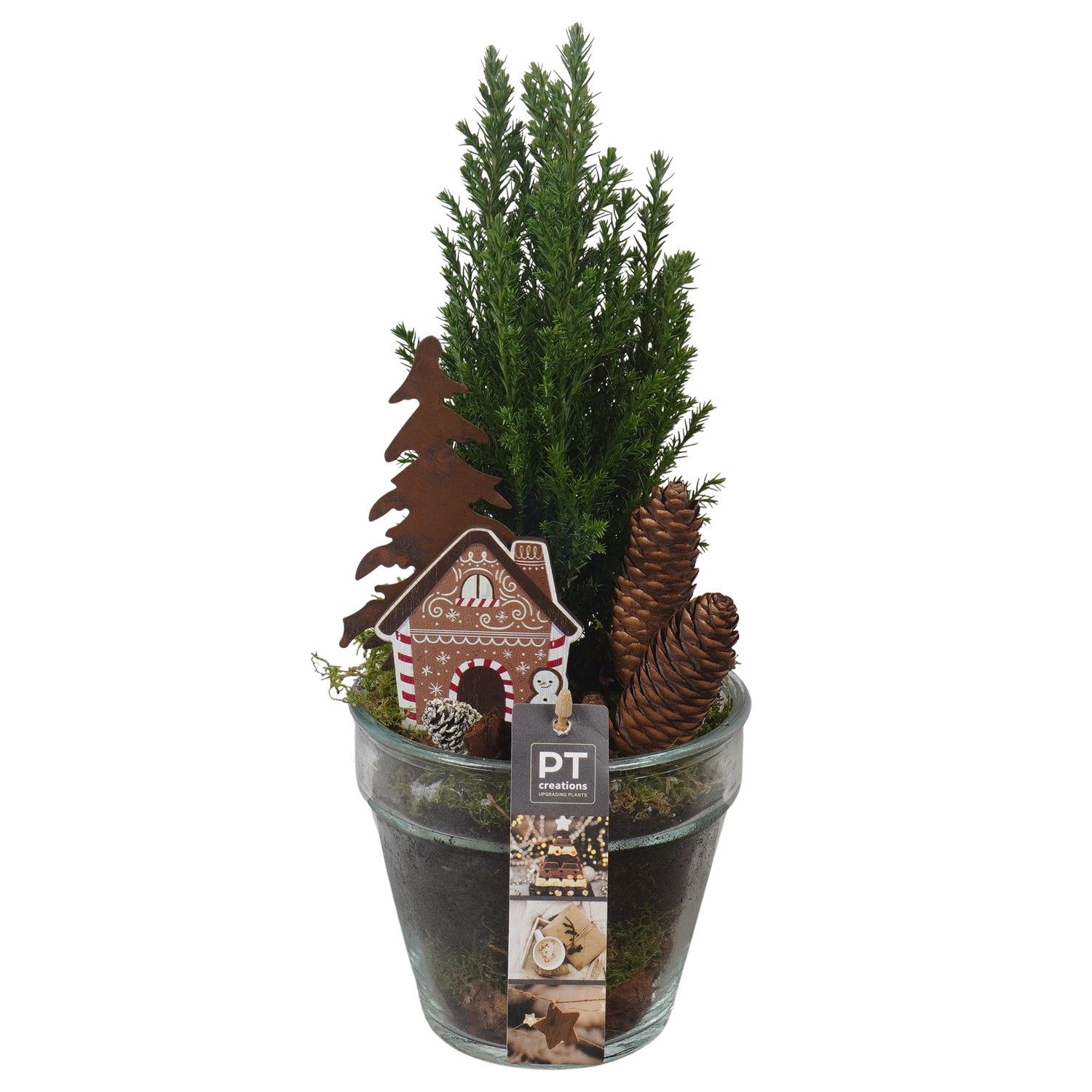 PTCWW6807 Arrangement Winter in glazen vaas, D 13 cm