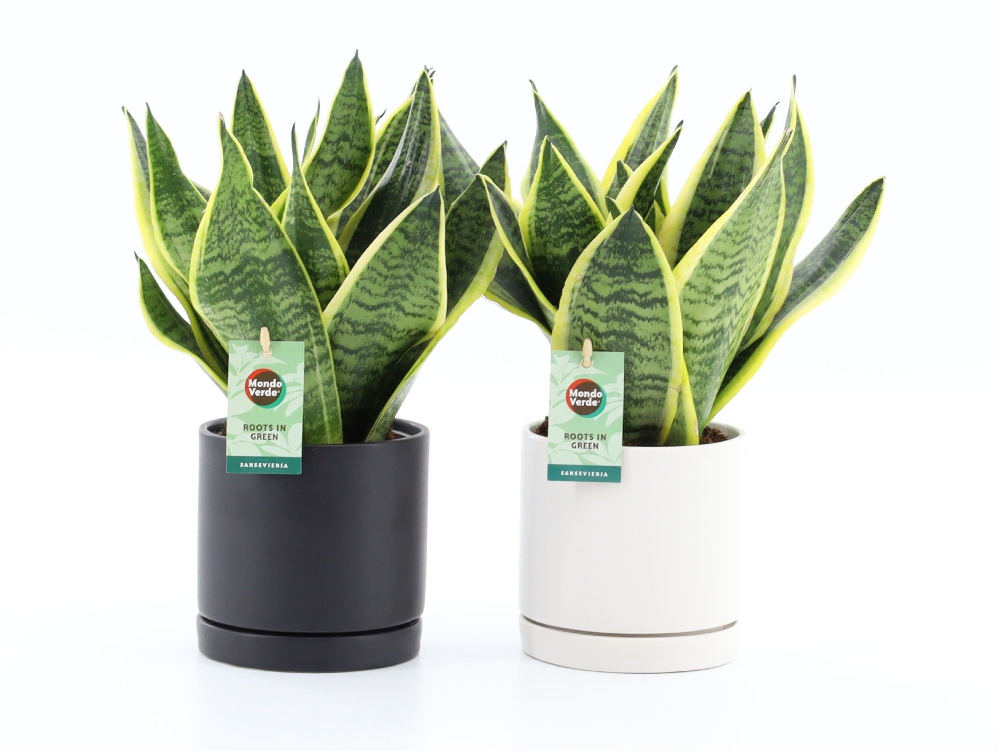 Sansevieria 'Futura Superba' in Hainan keramiek, D 13