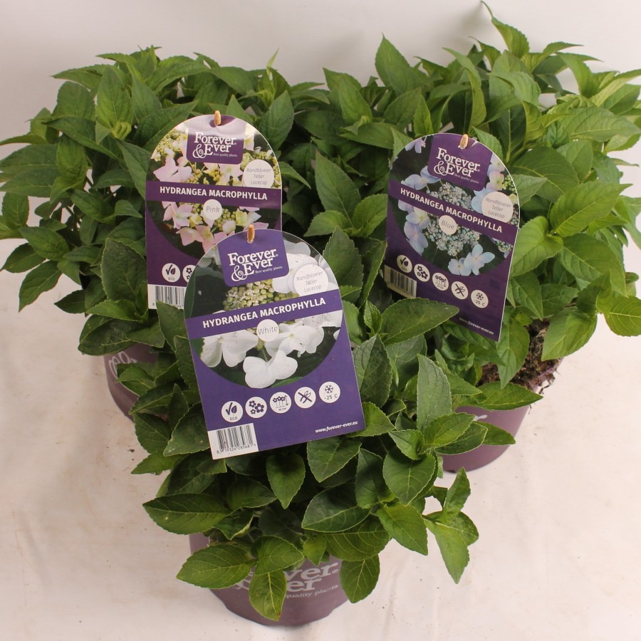 Hydrangea Forever&Ever® Teller Mix, D 23
