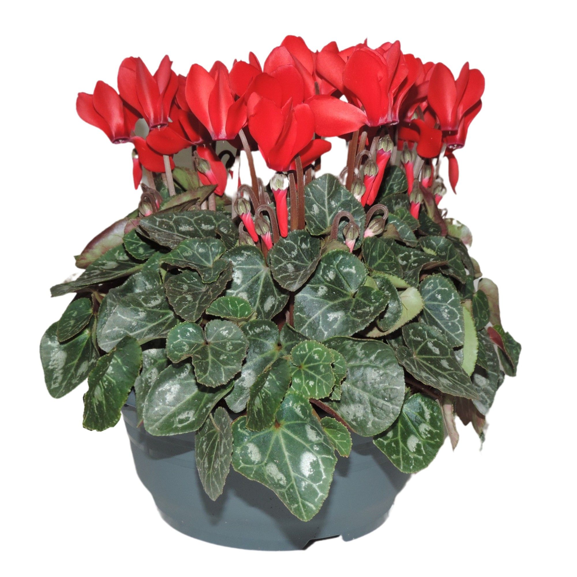 Cyclamen Super Serie Rood Schaal 19 cm, D 19