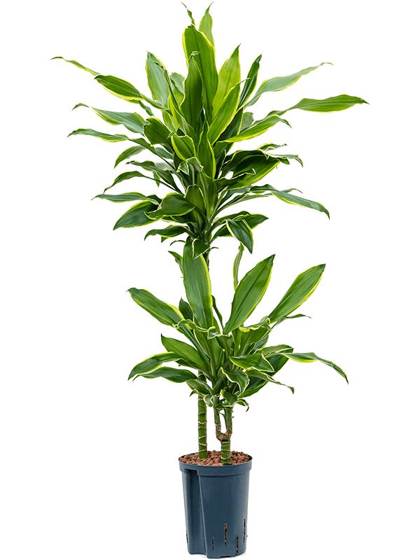 Dracaena fragrans 'Golden Coast', D 15 cm