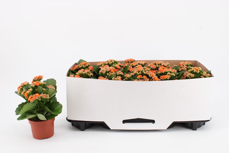 Kalanchoe Double Orange, in kraag, D 10,5