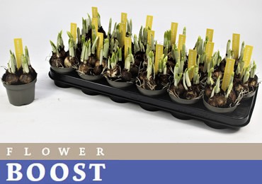 W NARCIS TETE A TETE 09 Kort, D 9 cm