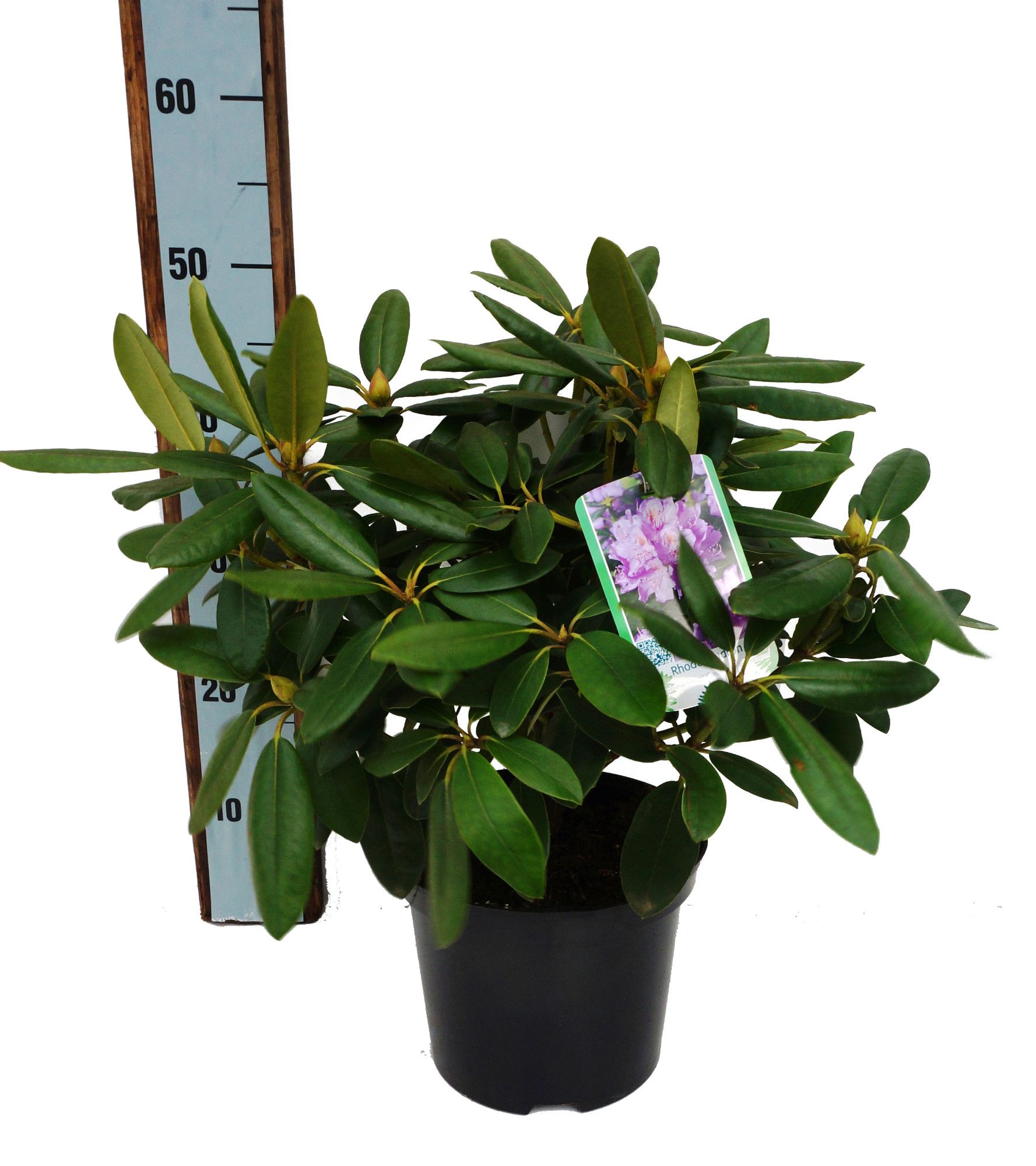 Rhododendron 'Roseum Elegans', D 21