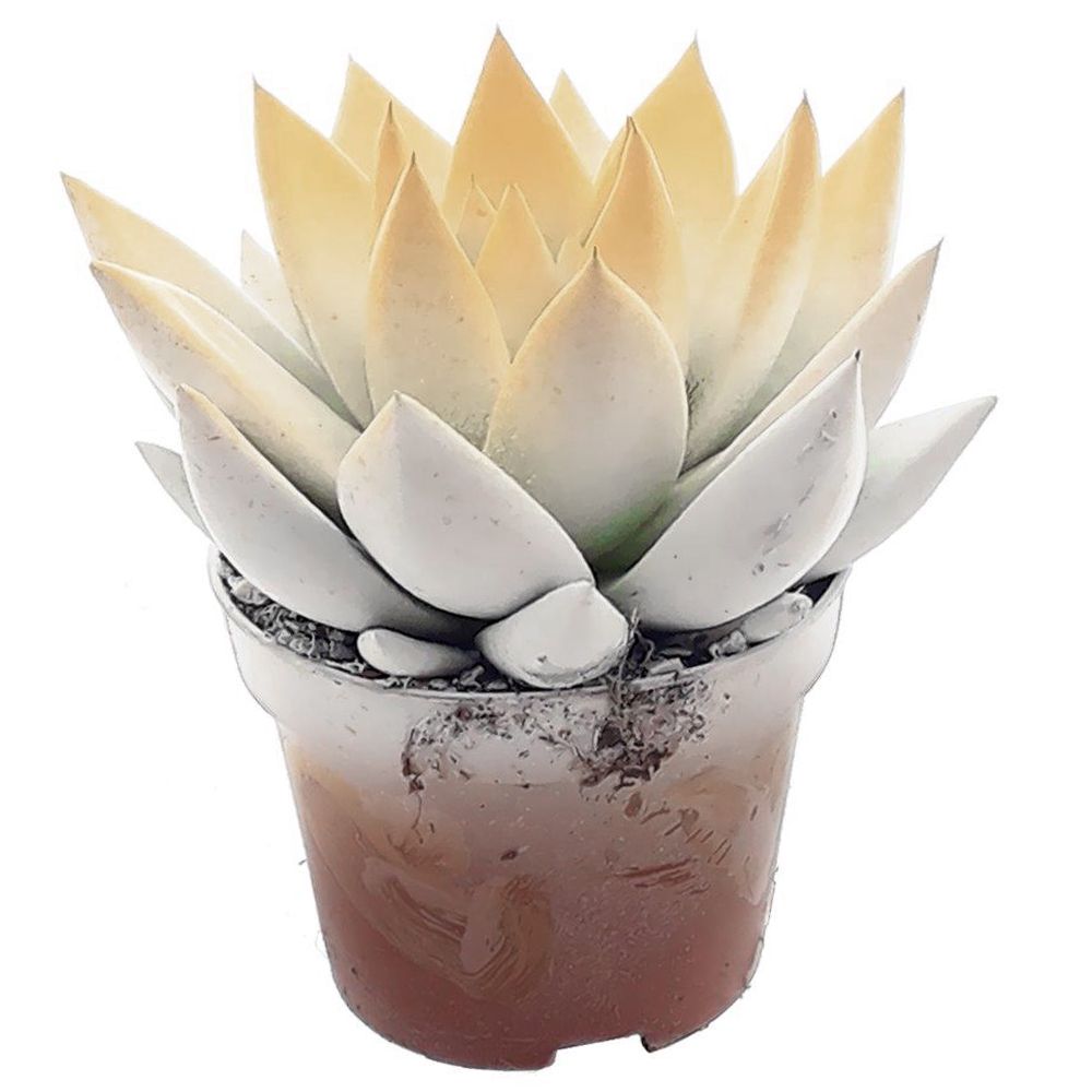 Miranda bicoloured white/pastel orange, D 6