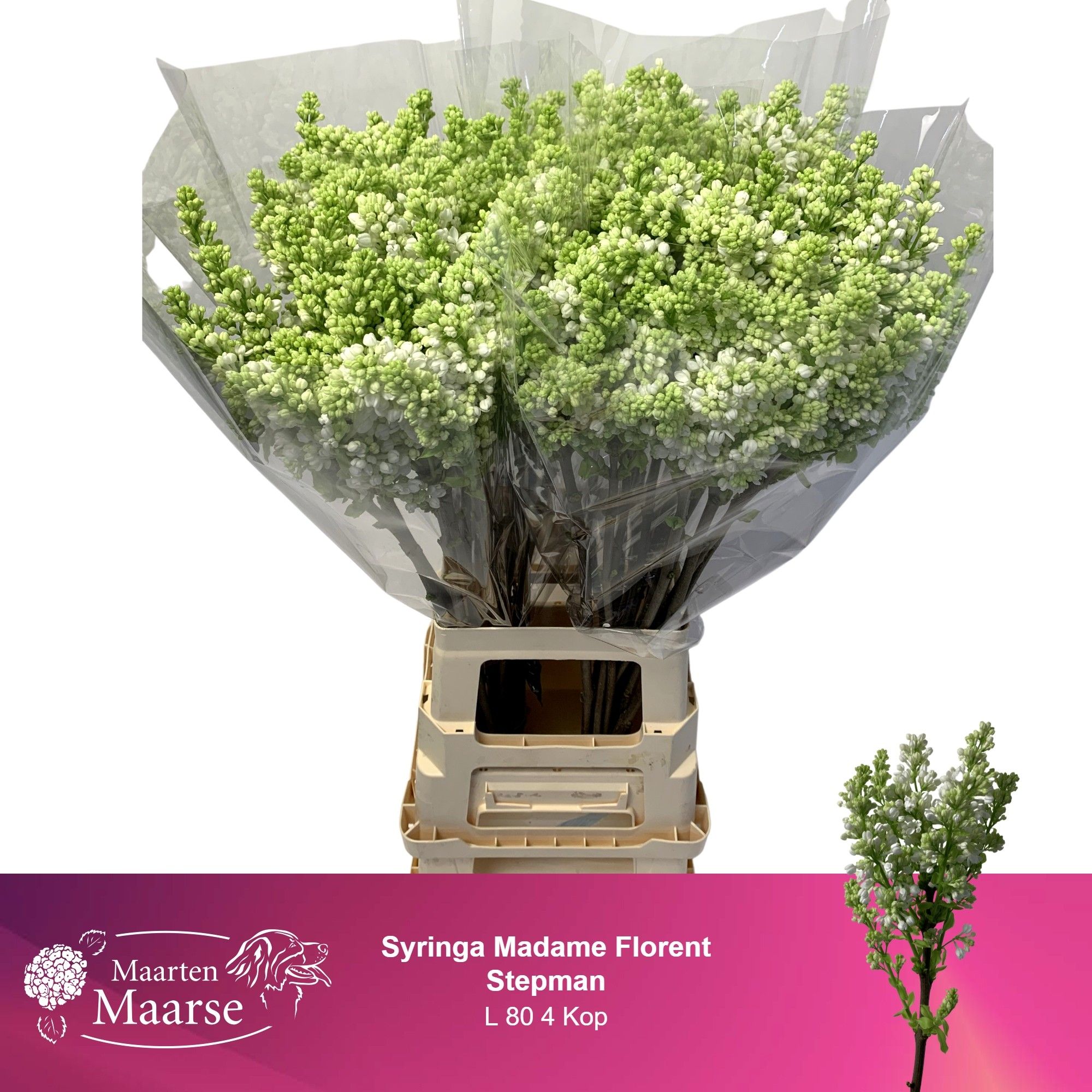 Сирень Мадам Флорент Степман 80 (бел.), шт.