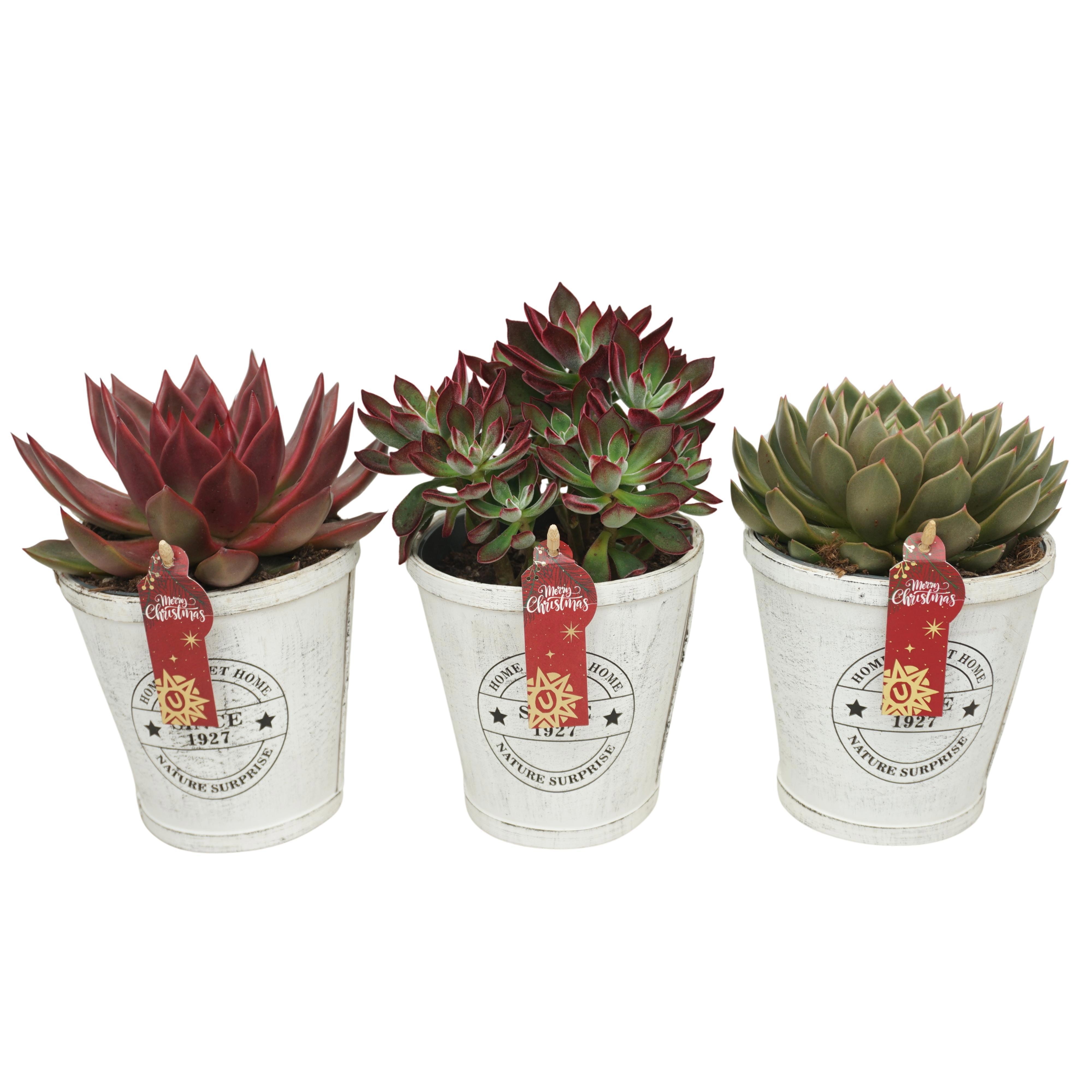 Echeveria Kerst mix in 14 cm Home Sweet Home pot, D 14