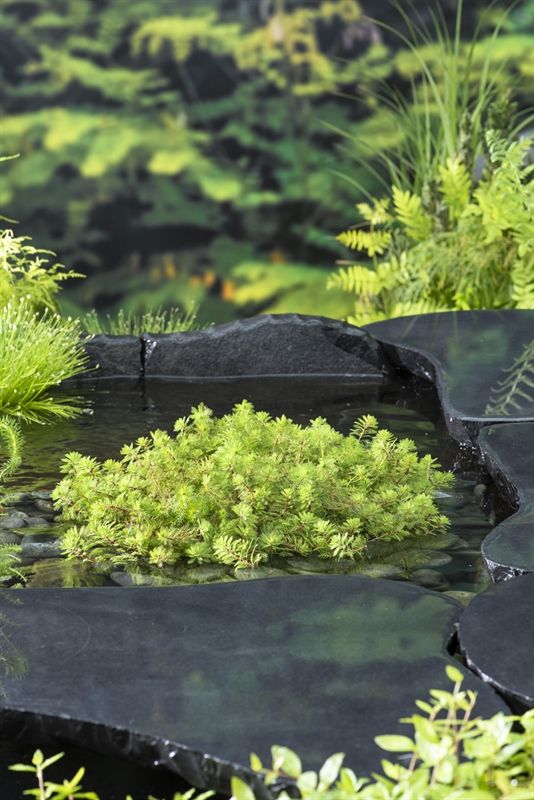 Myriophyllum rubricaule (18x18), D 18