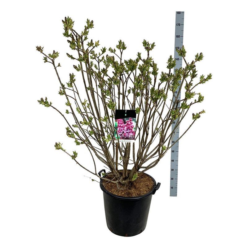 Syringa v. 'Michel Buchner', D 50 cm