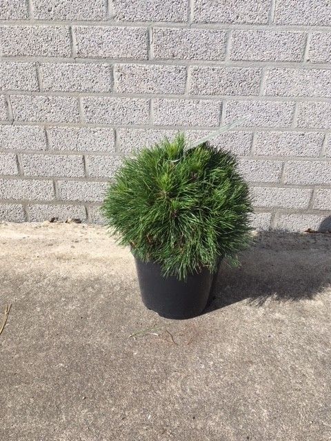 Pinus mugo Varella, D 26 cm