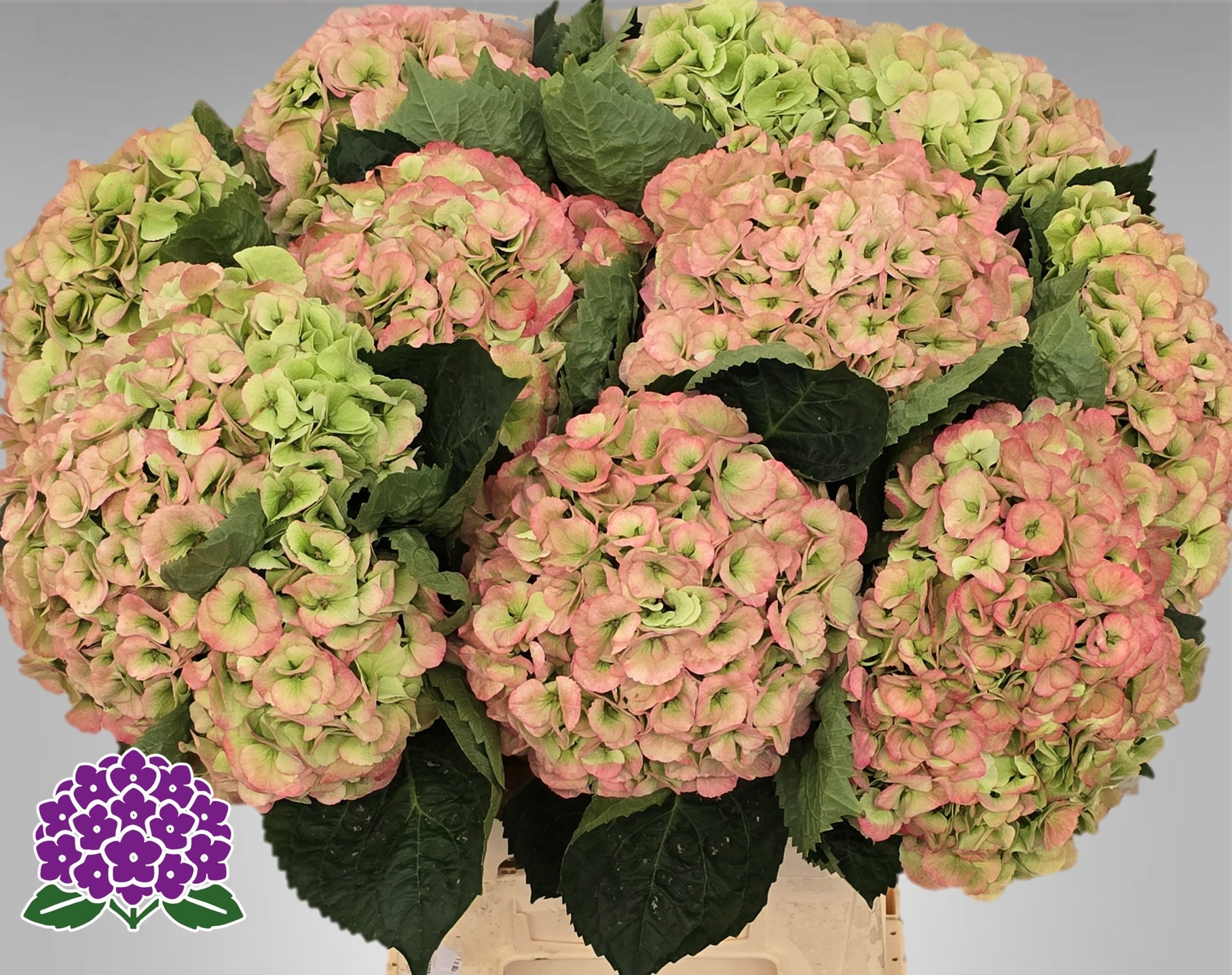 Гортензия Май Бьютифул Матча Классик 50, шт.