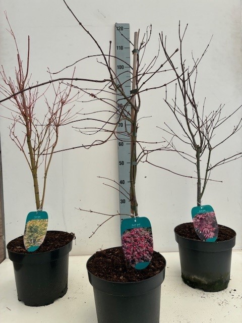 Acer BGT-mix P26 3/5 species, D 26