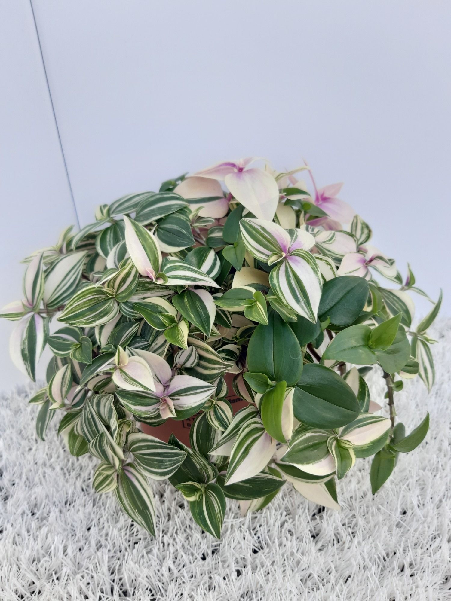 Tradescantia, D 12 cm