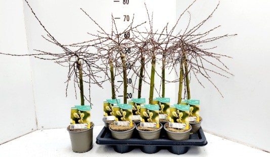 Salix Iona, D 14 cm