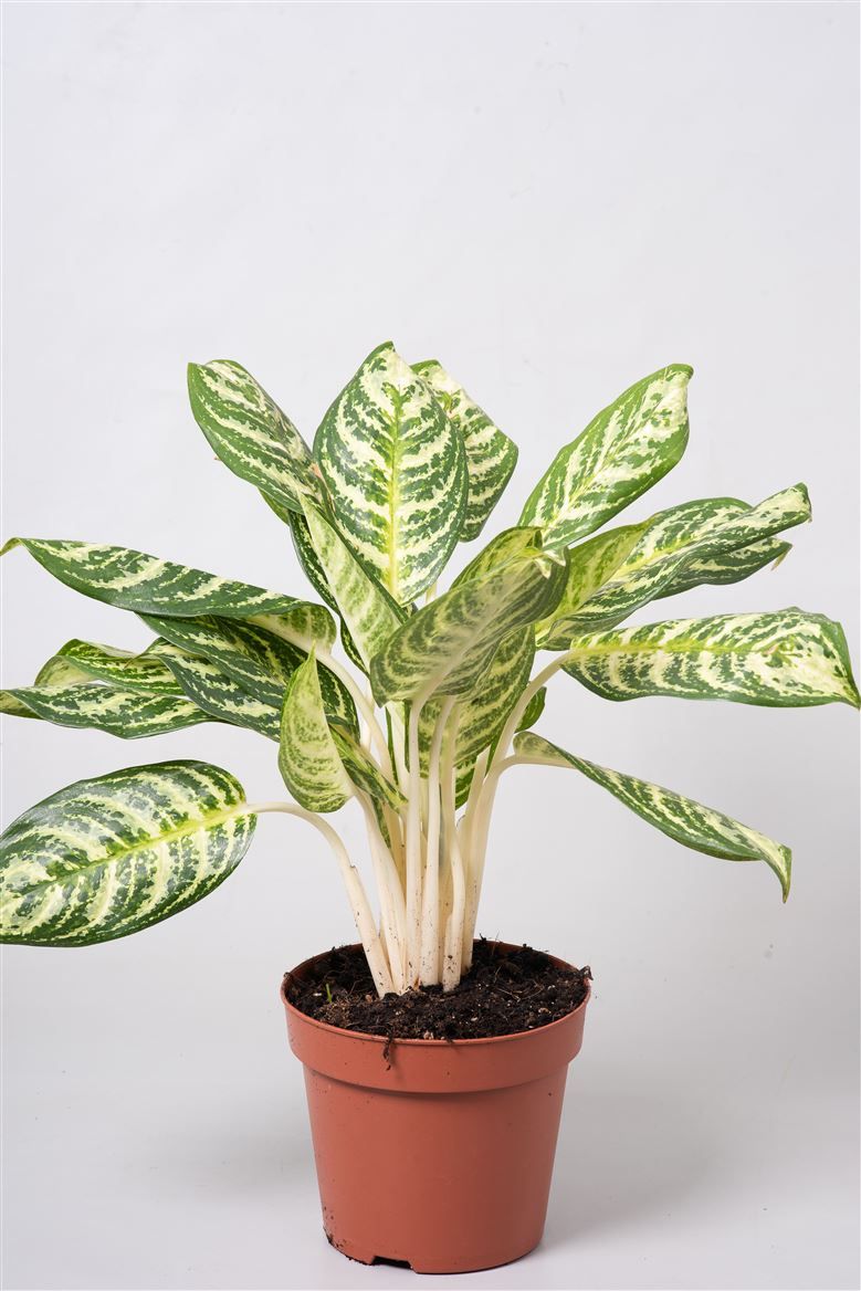 Aglaonema 'Zebra', D 17