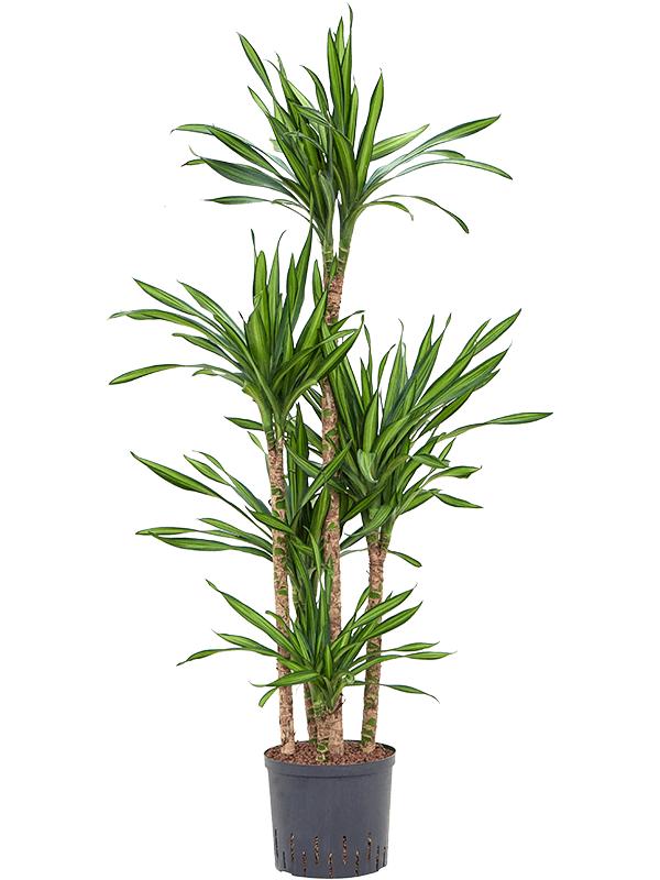 Dracaena fragrans 'Riki', D 22 cm