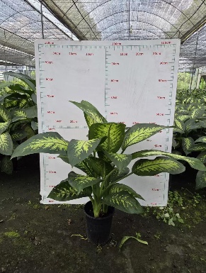 Аглаонема 1 галлон оф зебра 16 70