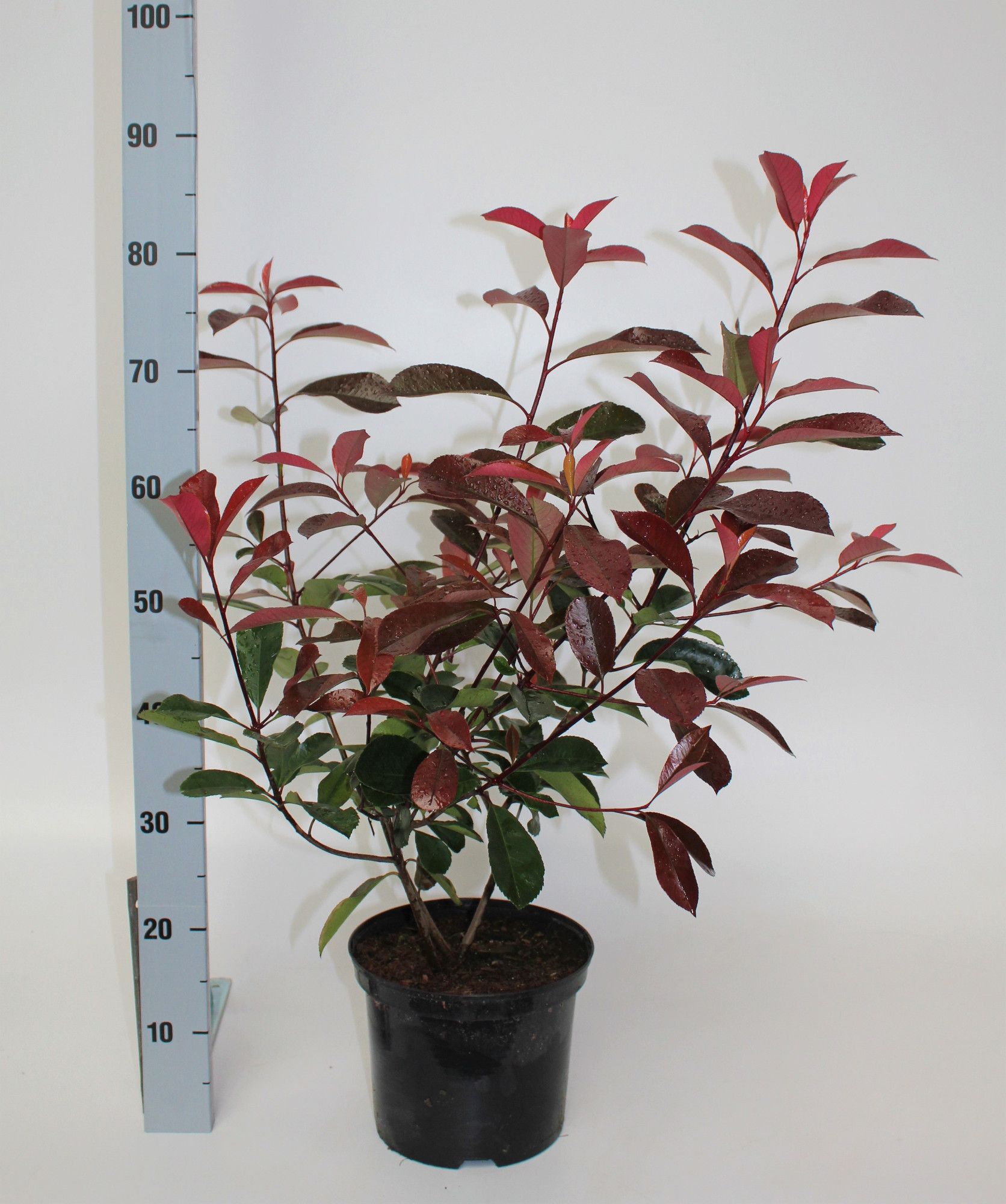 Photinia fraseri Red Robin, D 23