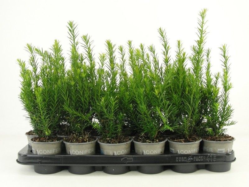Taxus media 'Groenland', D 9
