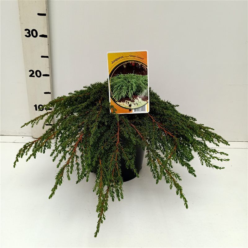 Juniperus communis 'Green Carpet', D 19