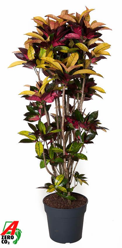 Codiaeum Mrs Iceton vertakt P34-160, D 34